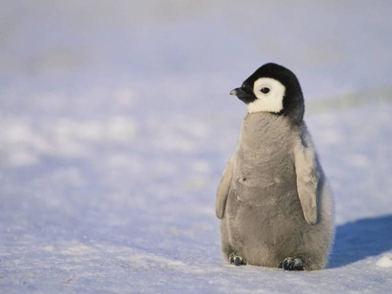 Mơ thấy chim cánh cụt vào nhà là điềm báo không may mắn