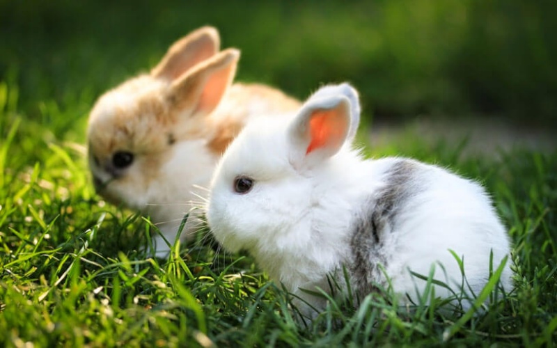 Ý nghĩa khi mơ thấy con thỏ có gì đặc biệt?