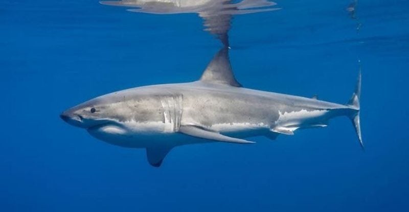 Chiêm bao thấy cá mập mang lại ý nghĩa gì cho chủ mộng?