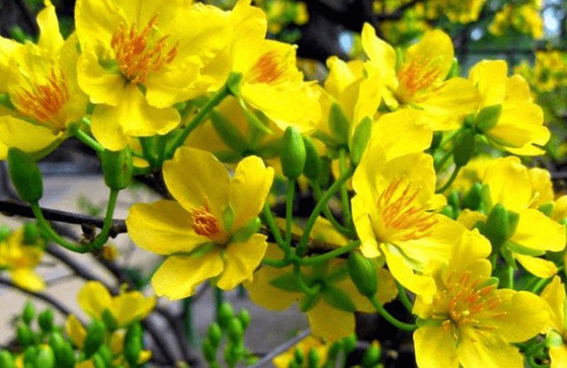 Mơ thấy hoa mai đánh con số đề nào thắng lớn?