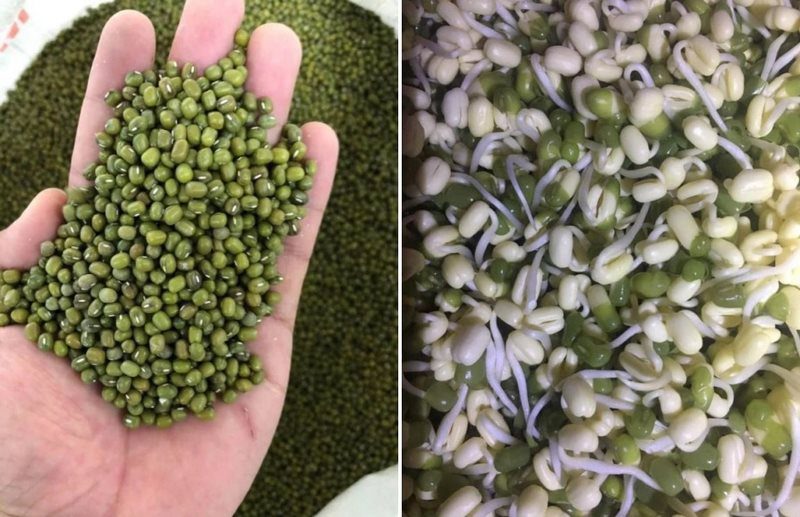 Mơ thấy đậu xanh mang đến con số lô đề thần tài nào? 9 Mộng thấy thu hoạch hạt đậu xanh mang ý nghĩa về thành công