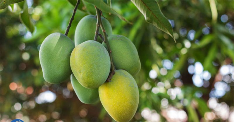 Mơ thấy hái xoài mang đến thông điệp ý nghĩa