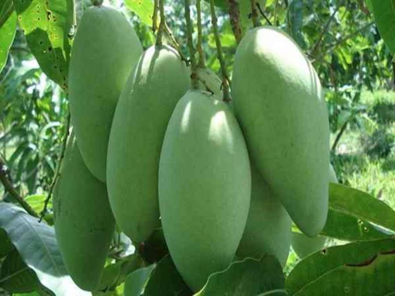 Mơ thấy hái xoài chốt ngay những con số may mắn
