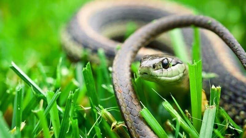 Mơ thấy rắn vào nhà sẽ đem lại sự may mắn cho chủ mộng