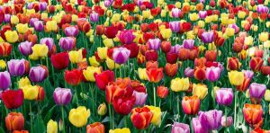 Nằm mơ thấy hoa tulip nở rộ mô tả sự hạnh phúc sắp đến với gia đình bạn